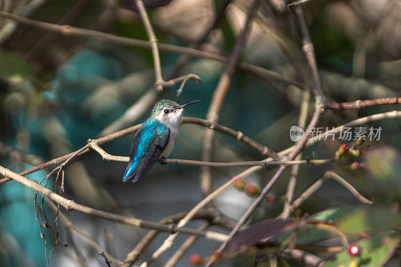 蜜蜂蜂鸟，Zunzuncito o Pajaro mosca， (Calypte helenae)， Colibri d'Éléna。